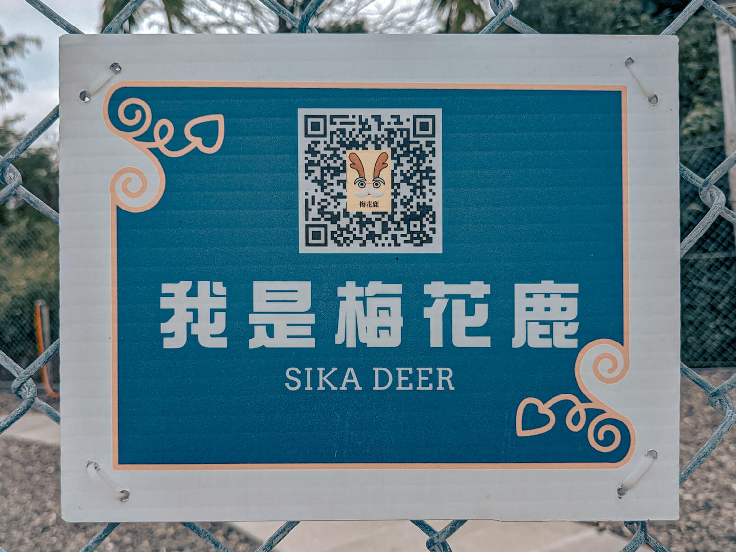 宜蘭三星景點|鹿爺爺.近距離與水豚、跳跳羊及梅花鹿互動的宜蘭新農場 - 第11張圖