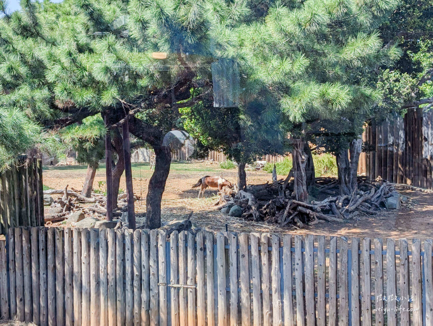 新竹東區景點|新竹市立動物園.一座為動物而生、小而美的動物公園 - 第35張圖