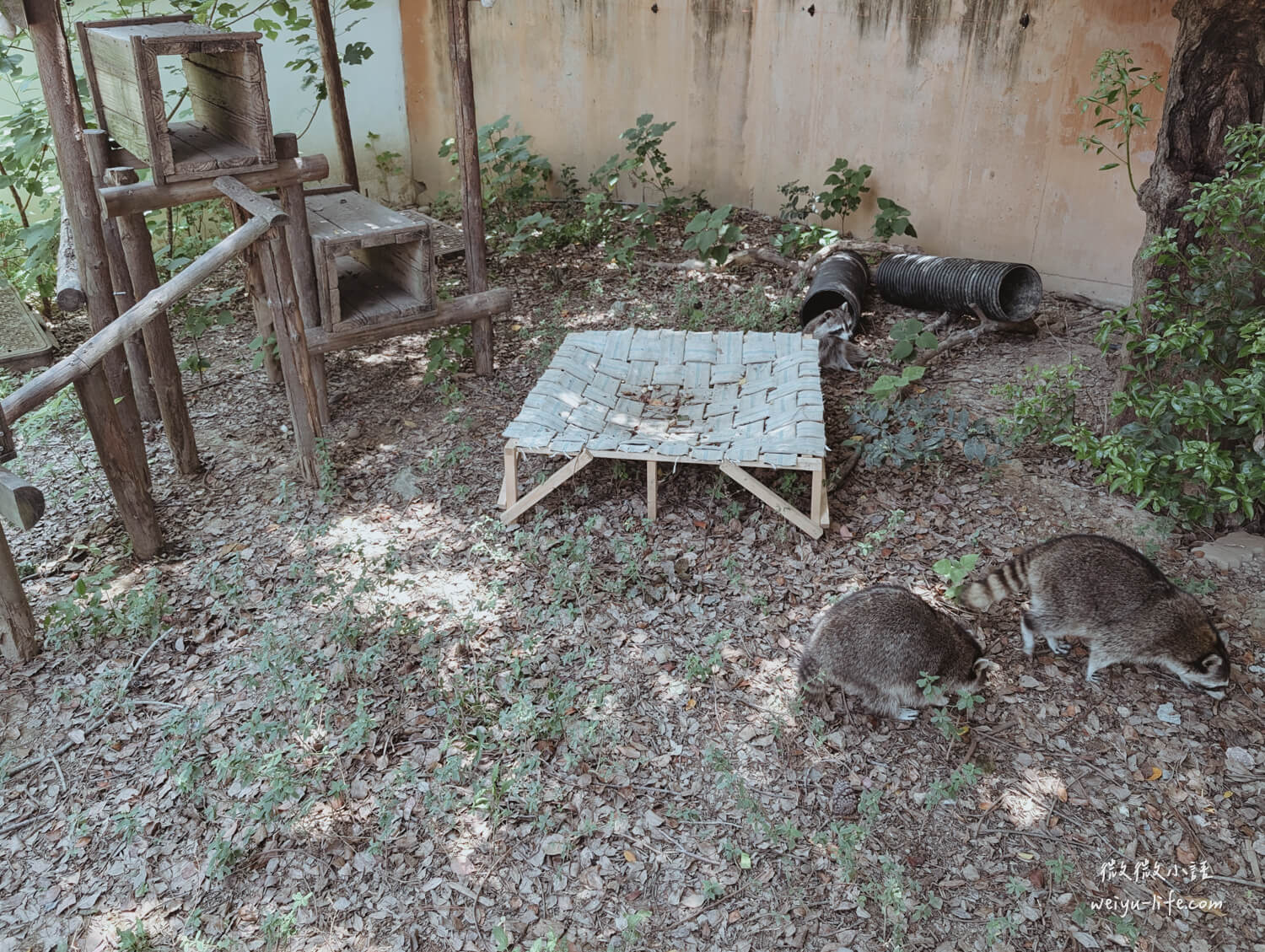 新竹東區景點|新竹市立動物園.一座為動物而生、小而美的動物公園 - 第171張圖 新竹市立動物園北美浣熊
