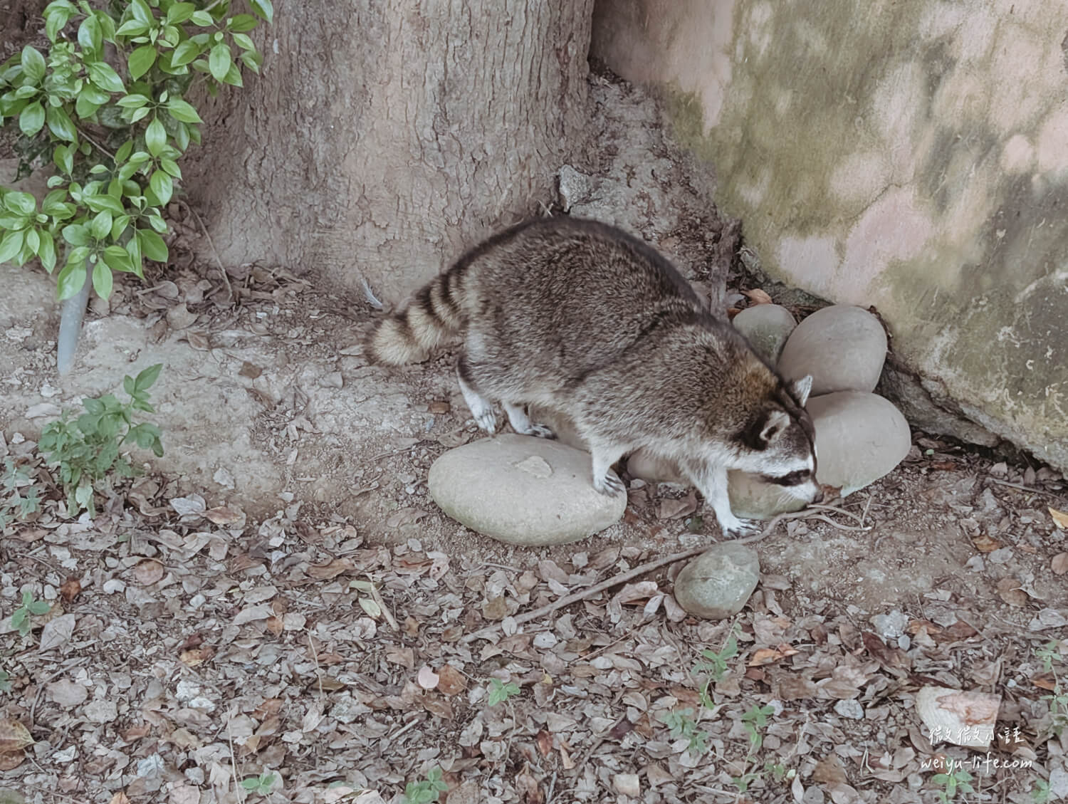 新竹東區景點|新竹市立動物園.一座為動物而生、小而美的動物公園 - 第172張圖 新竹市立動物園北美浣熊