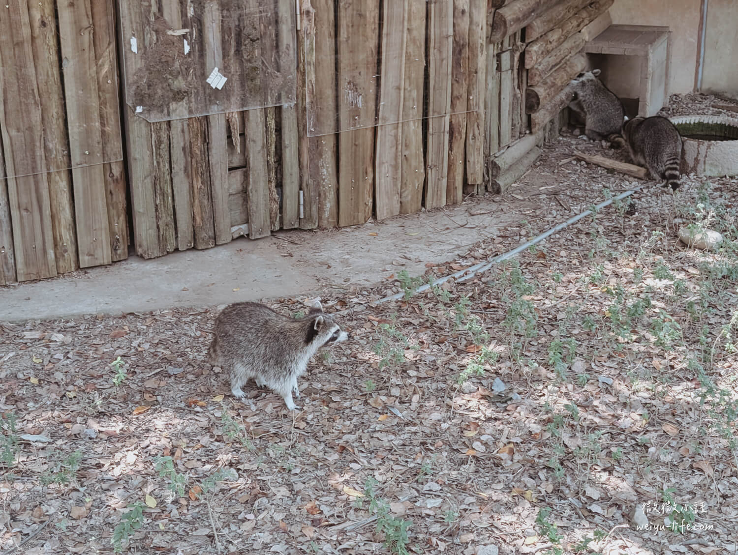 新竹東區景點|新竹市立動物園.一座為動物而生、小而美的動物公園 - 第170張圖 新竹市立動物園北美浣熊