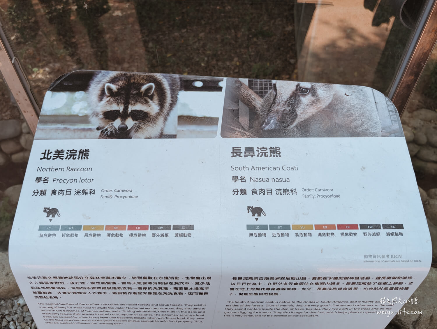 新竹東區景點|新竹市立動物園.一座為動物而生、小而美的動物公園 - 第168張圖 新竹市立動物園浣熊
