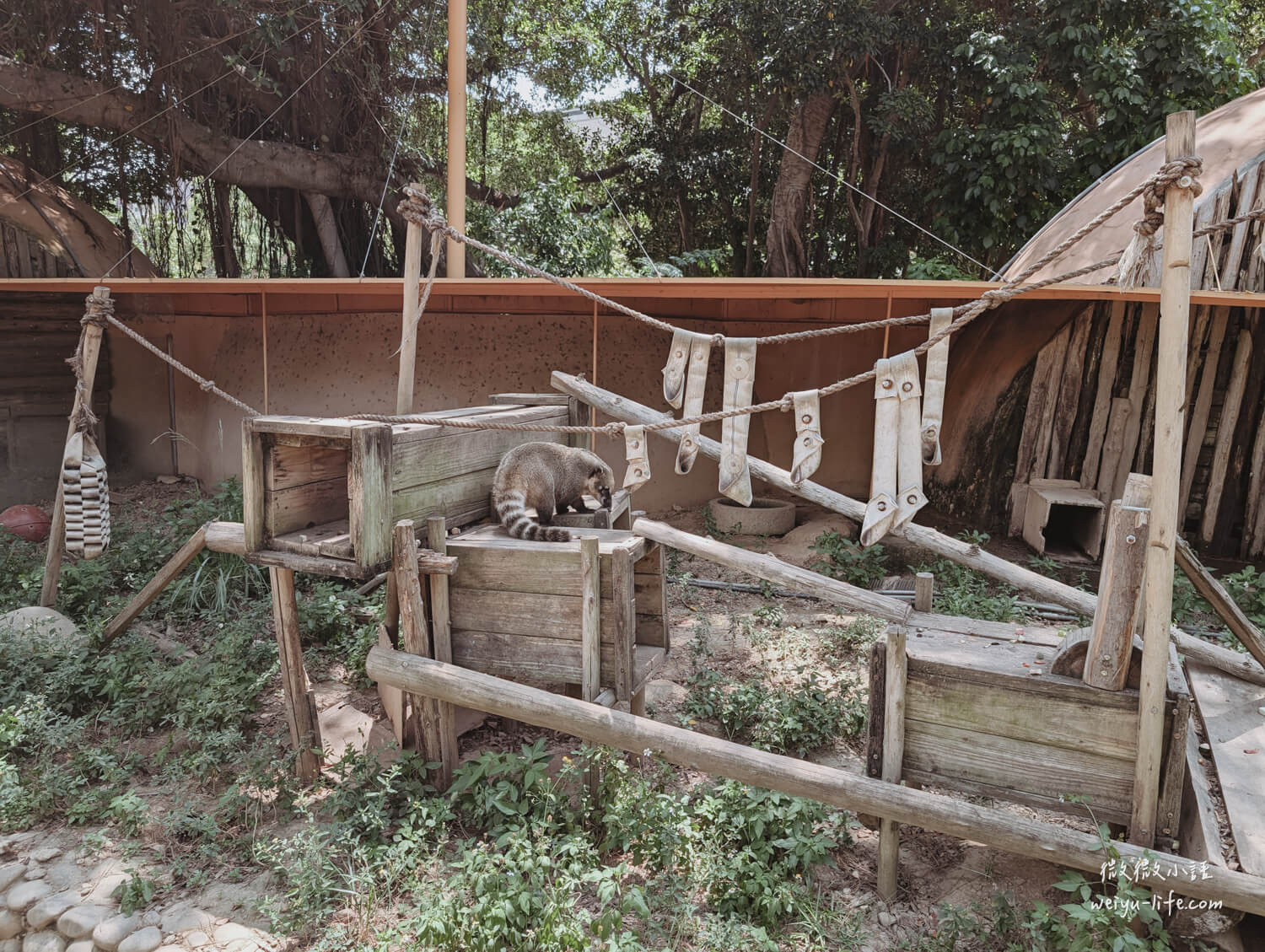 新竹東區景點|新竹市立動物園.一座為動物而生、小而美的動物公園 - 第175張圖 新竹市立動物園長鼻浣熊