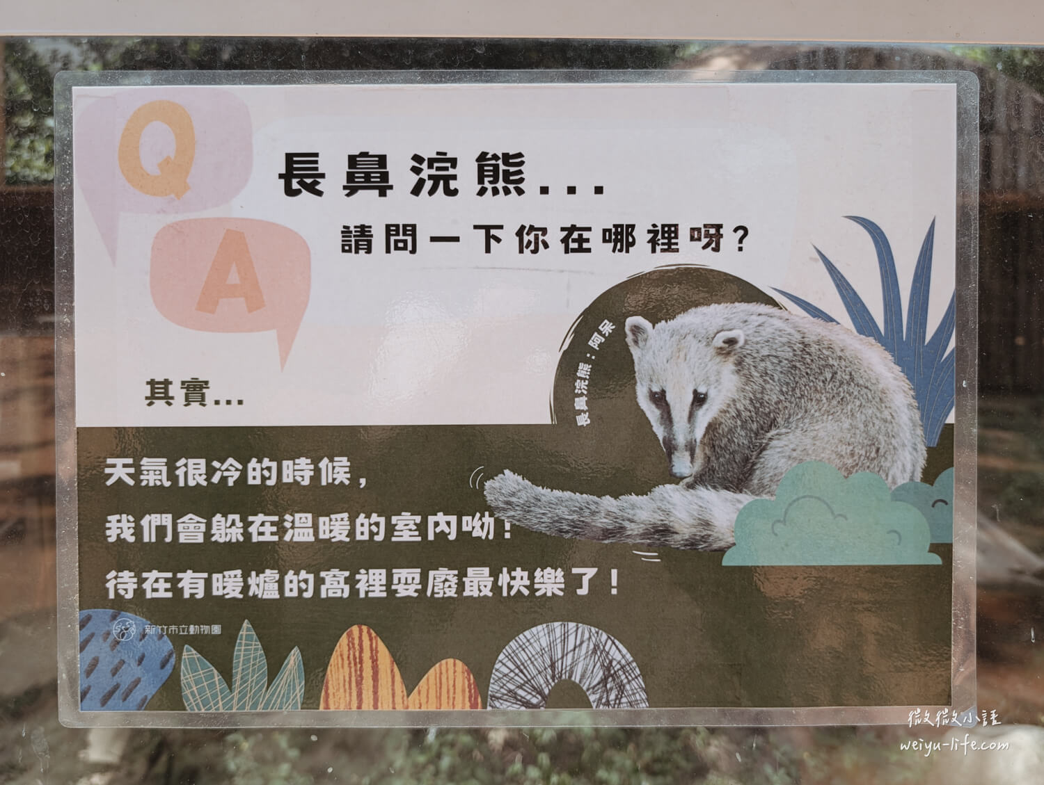 新竹東區景點|新竹市立動物園.一座為動物而生、小而美的動物公園 - 第177張圖 新竹市立動物園長鼻浣熊