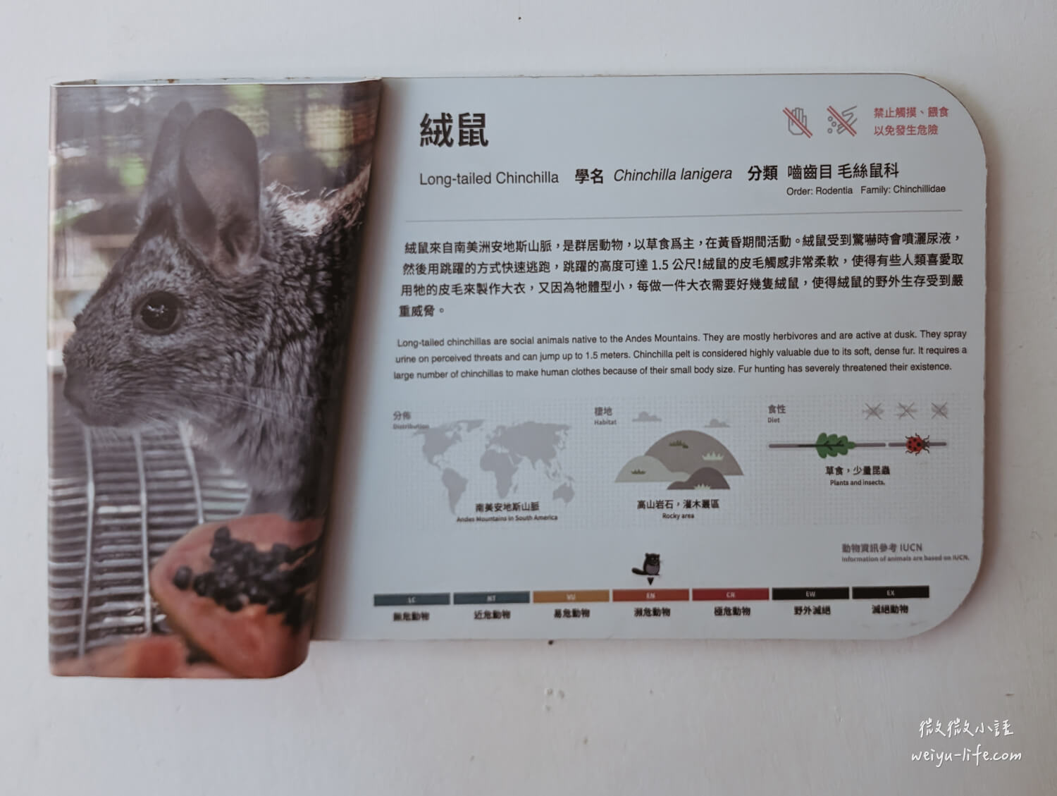 新竹東區景點|新竹市立動物園.一座為動物而生、小而美的動物公園 - 第158張圖 新竹市立動物園絨鼠