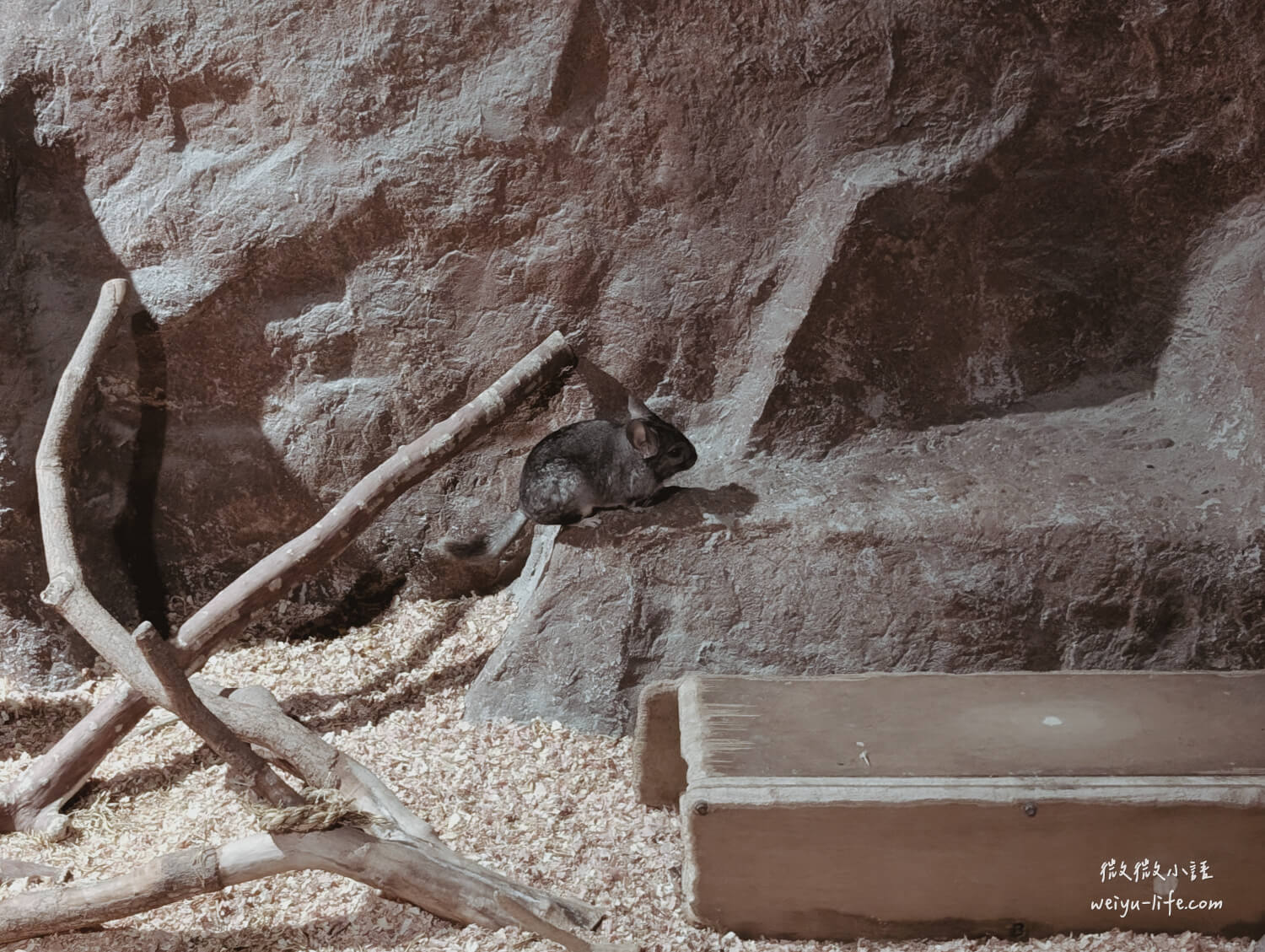 新竹東區景點|新竹市立動物園.一座為動物而生、小而美的動物公園 - 第160張圖 新竹市立動物園絨鼠