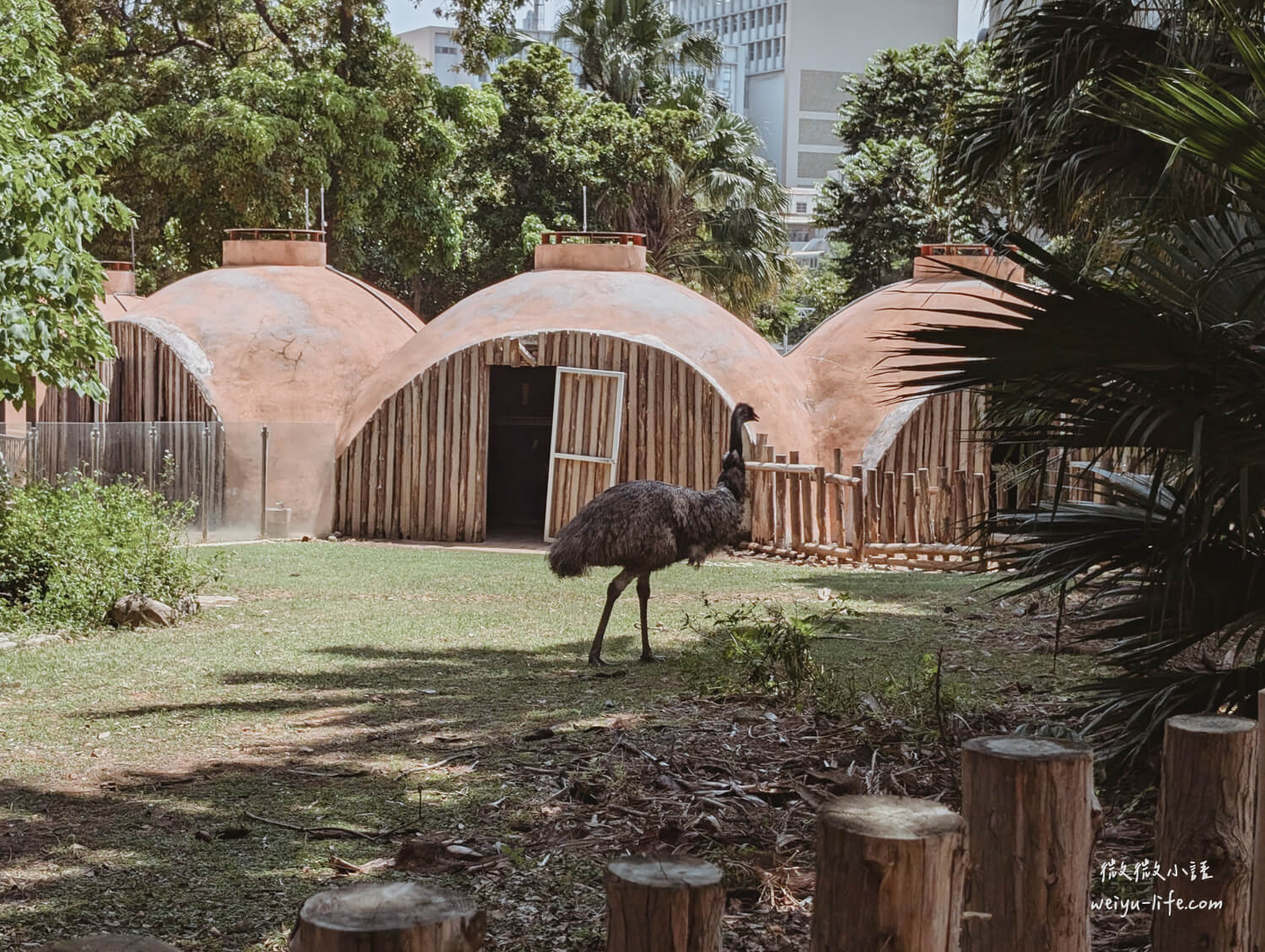 新竹東區景點|新竹市立動物園.一座為動物而生、小而美的動物公園 - 第178張圖 新竹市立動物園鴯鶓