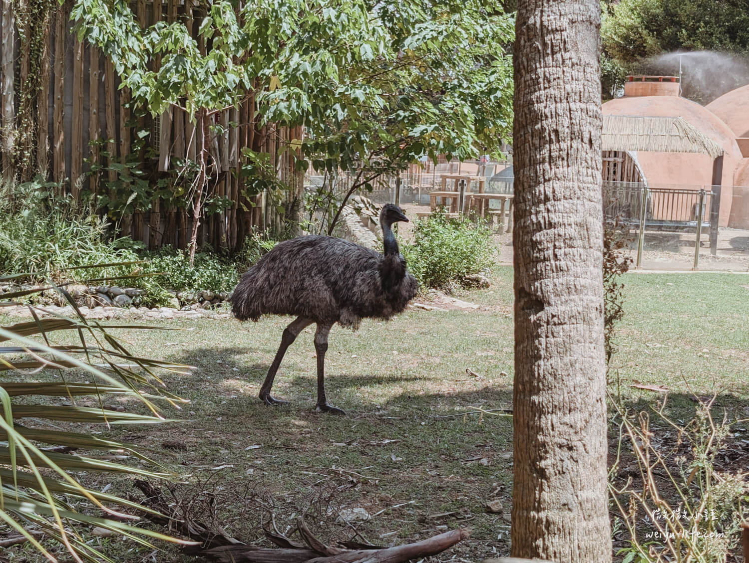 新竹東區景點|新竹市立動物園.一座為動物而生、小而美的動物公園 - 第179張圖 新竹市立動物園鴯鶓