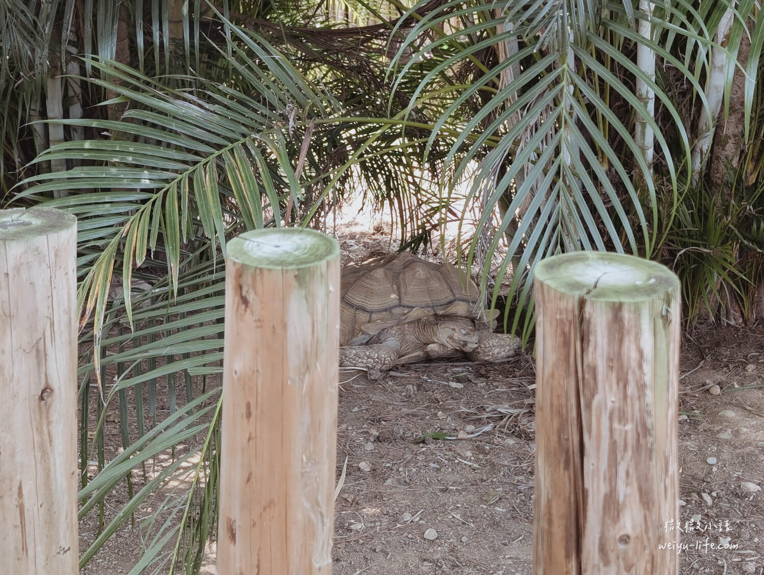 新竹東區景點|新竹市立動物園.一座為動物而生、小而美的動物公園 - 第180張圖 新竹市立動物園蘇卡達象龜