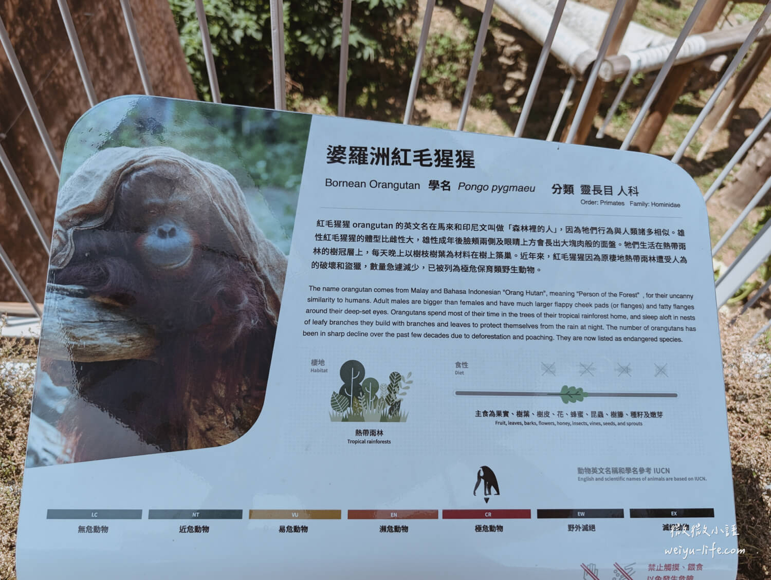 新竹東區景點|新竹市立動物園.一座為動物而生、小而美的動物公園 - 第143張圖 新竹市立動物園婆羅洲紅毛猩猩
