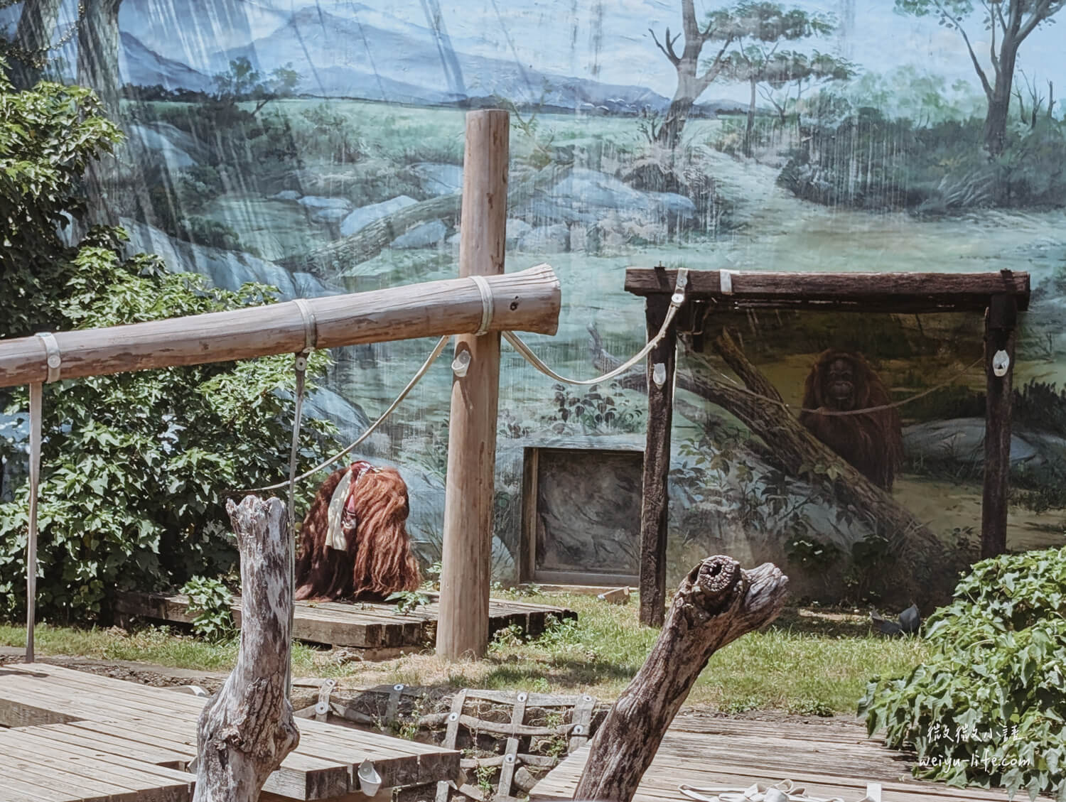 新竹東區景點|新竹市立動物園.一座為動物而生、小而美的動物公園 - 第149張圖 新竹市立動物園婆羅洲紅毛猩猩