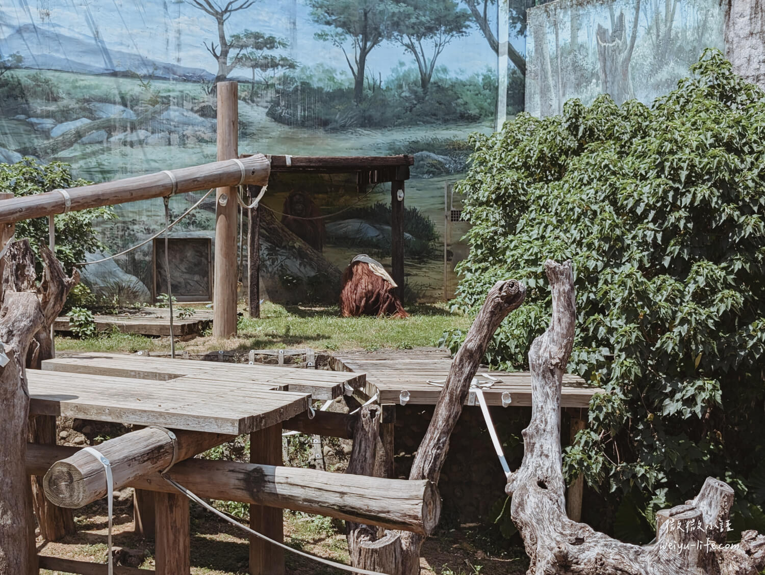 新竹東區景點|新竹市立動物園.一座為動物而生、小而美的動物公園 - 第152張圖 新竹市立動物園婆羅洲紅毛猩猩