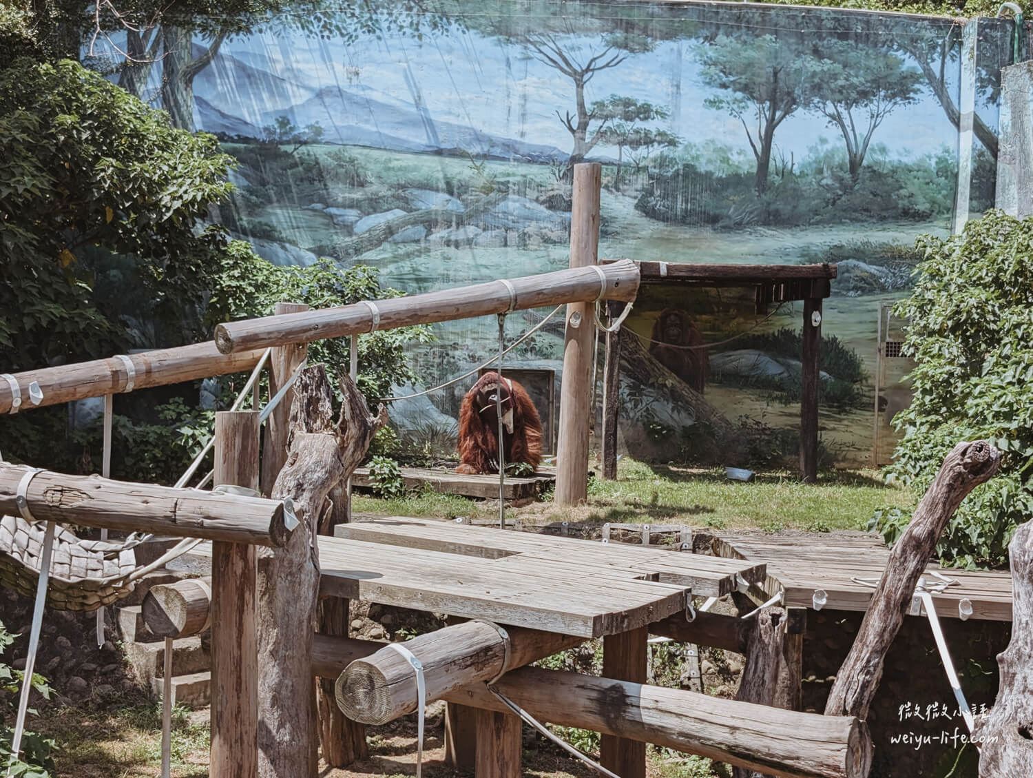 新竹東區景點|新竹市立動物園.一座為動物而生、小而美的動物公園 - 第153張圖 新竹市立動物園婆羅洲紅毛猩猩
