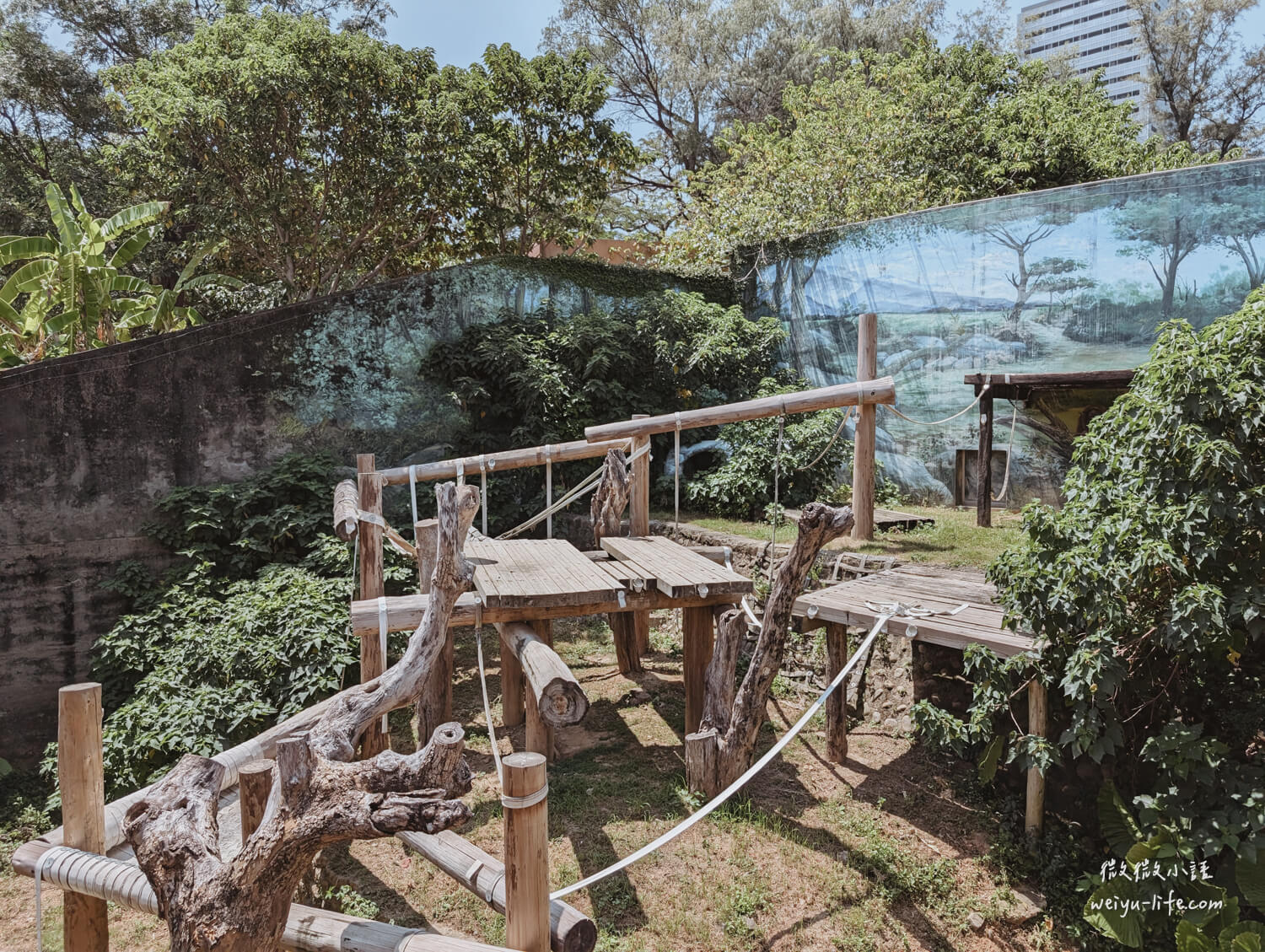 新竹東區景點|新竹市立動物園.一座為動物而生、小而美的動物公園 - 第144張圖 新竹市立動物園婆羅洲紅毛猩猩