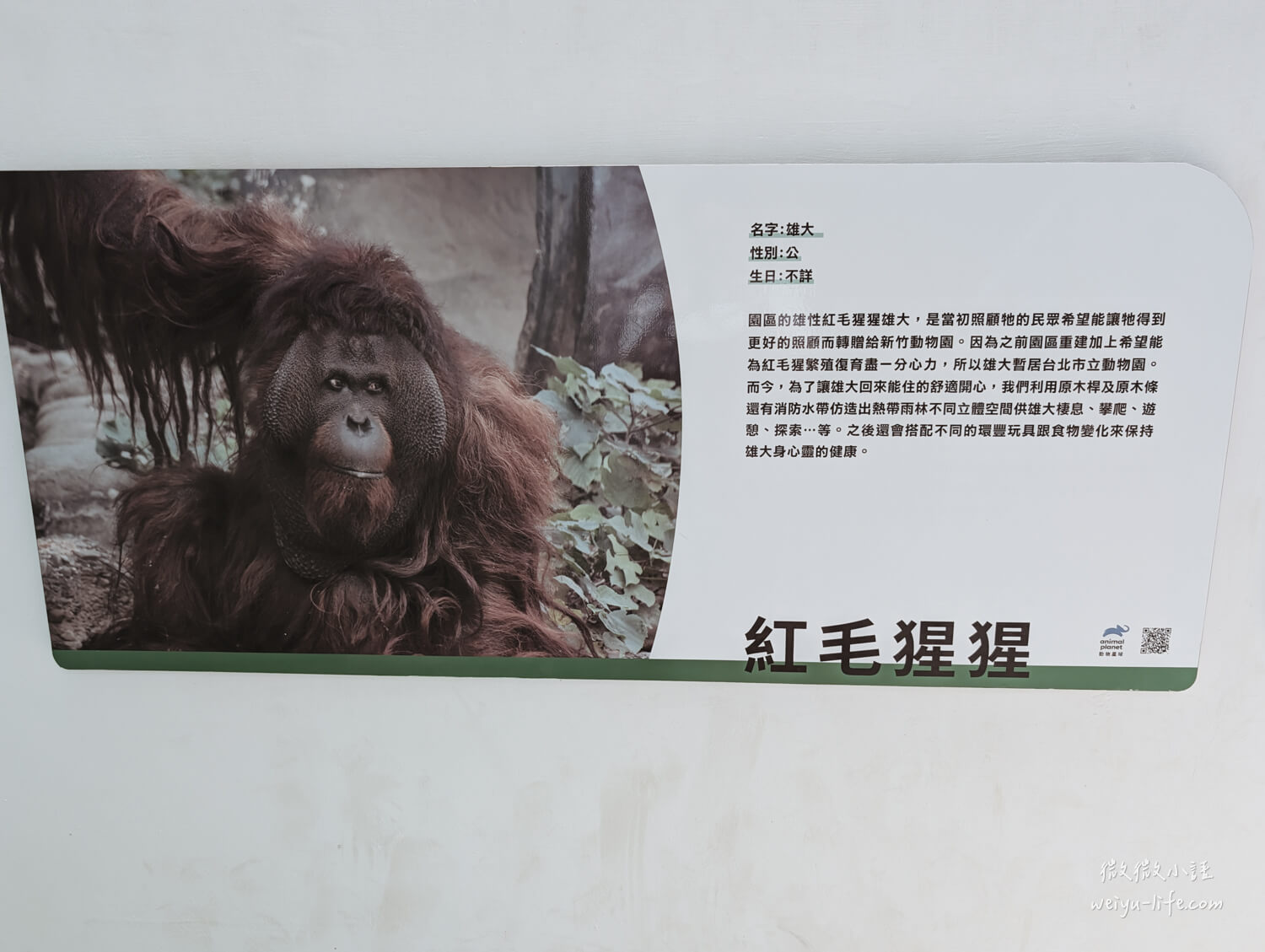 新竹東區景點|新竹市立動物園.一座為動物而生、小而美的動物公園 - 第146張圖 新竹市立動物園婆羅洲紅毛猩猩