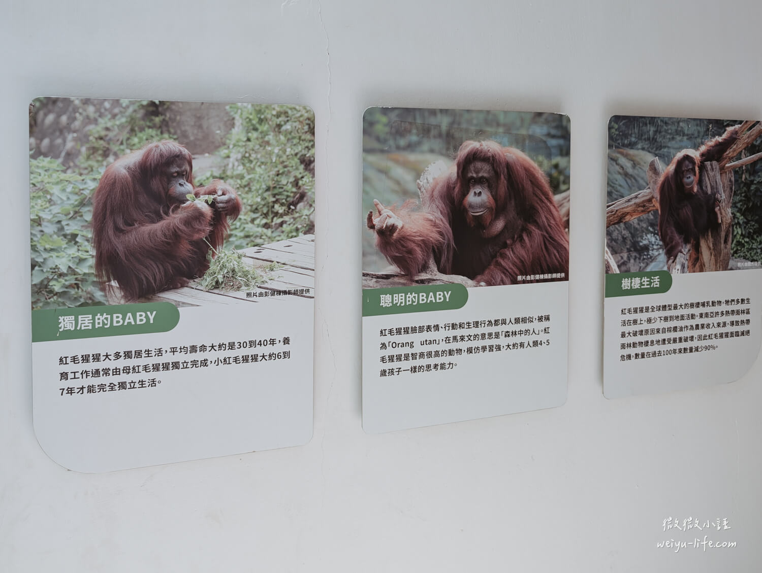 新竹東區景點|新竹市立動物園.一座為動物而生、小而美的動物公園 - 第147張圖 新竹市立動物園婆羅洲紅毛猩猩
