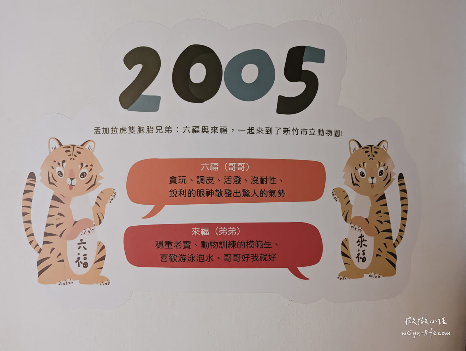 新竹東區景點|新竹市立動物園.一座為動物而生、小而美的動物公園 - 第136張圖 新竹市立動物園孟加拉虎