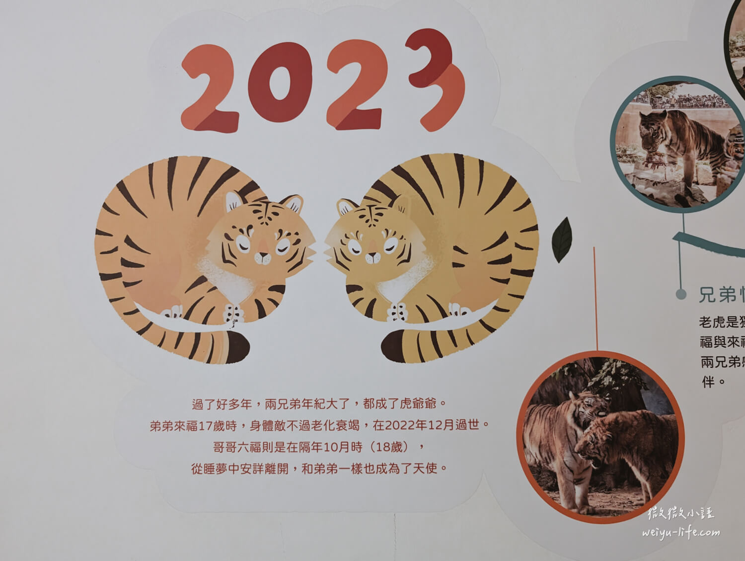 新竹東區景點|新竹市立動物園.一座為動物而生、小而美的動物公園 - 第137張圖 新竹市立動物園孟加拉虎