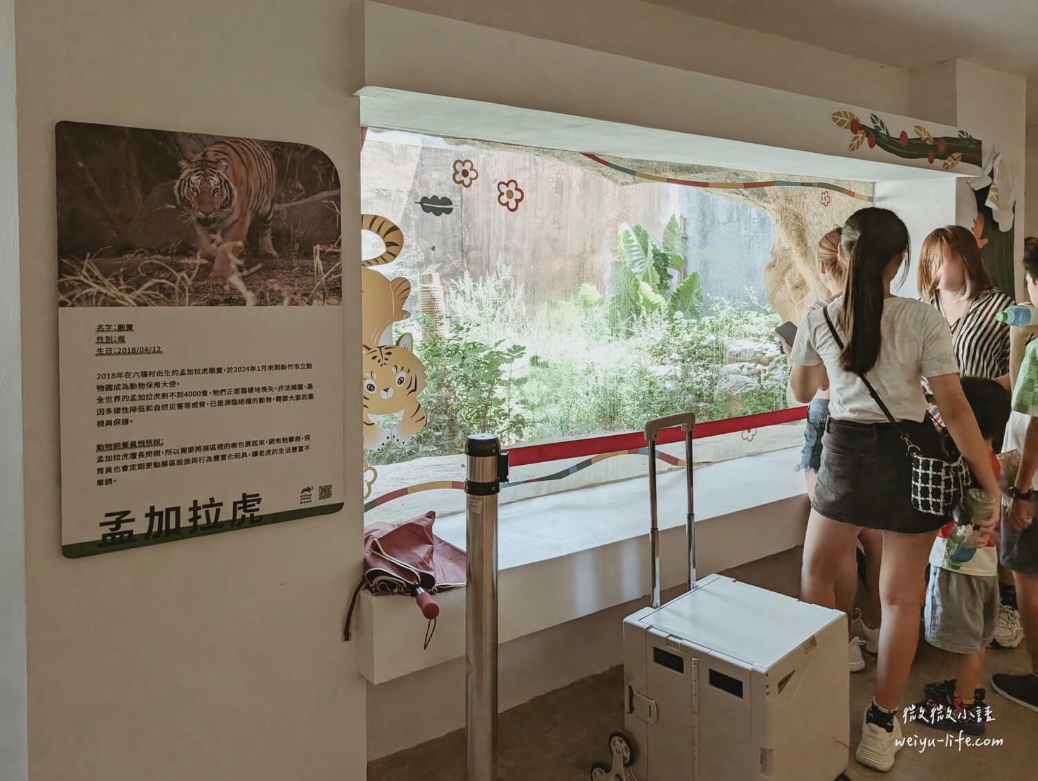 新竹東區景點|新竹市立動物園.一座為動物而生、小而美的動物公園 - 第142張圖 新竹市立動物園孟加拉虎