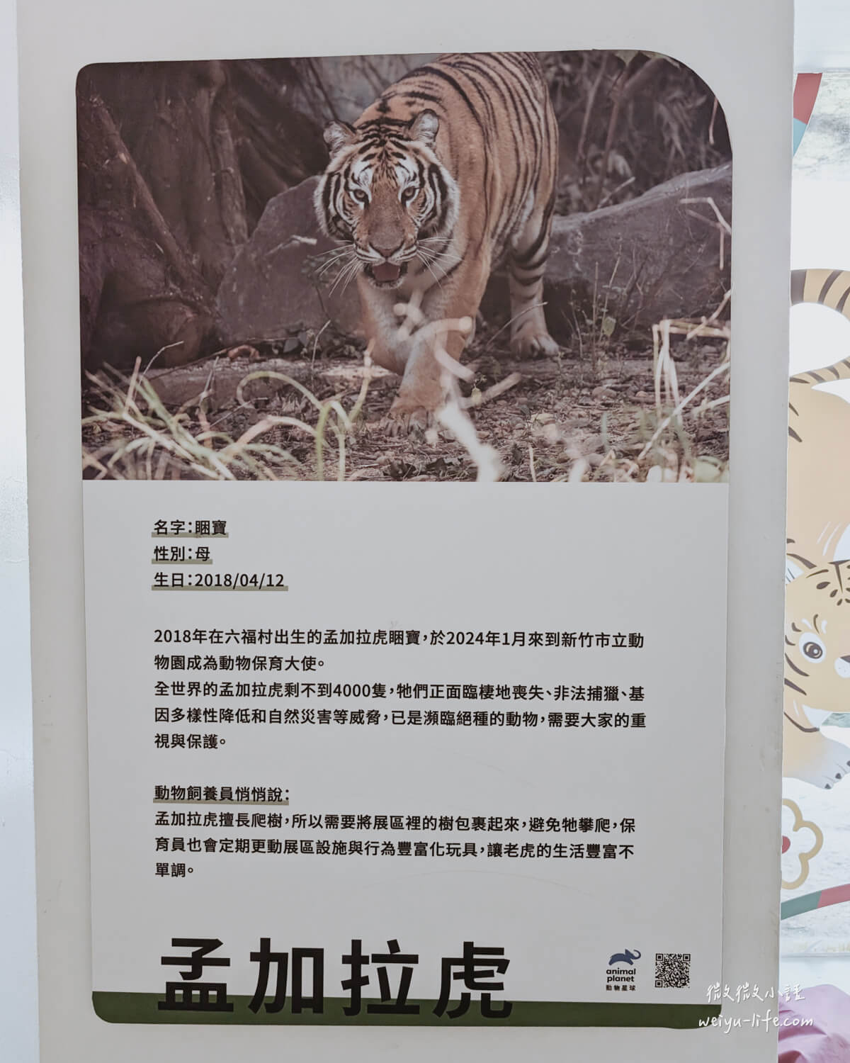新竹東區景點|新竹市立動物園.一座為動物而生、小而美的動物公園 - 第138張圖 新竹市立動物園孟加拉虎