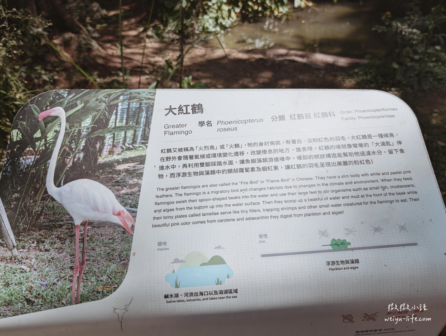 新竹東區景點|新竹市立動物園.一座為動物而生、小而美的動物公園 - 第61張圖 新竹市立動物園大紅鶴