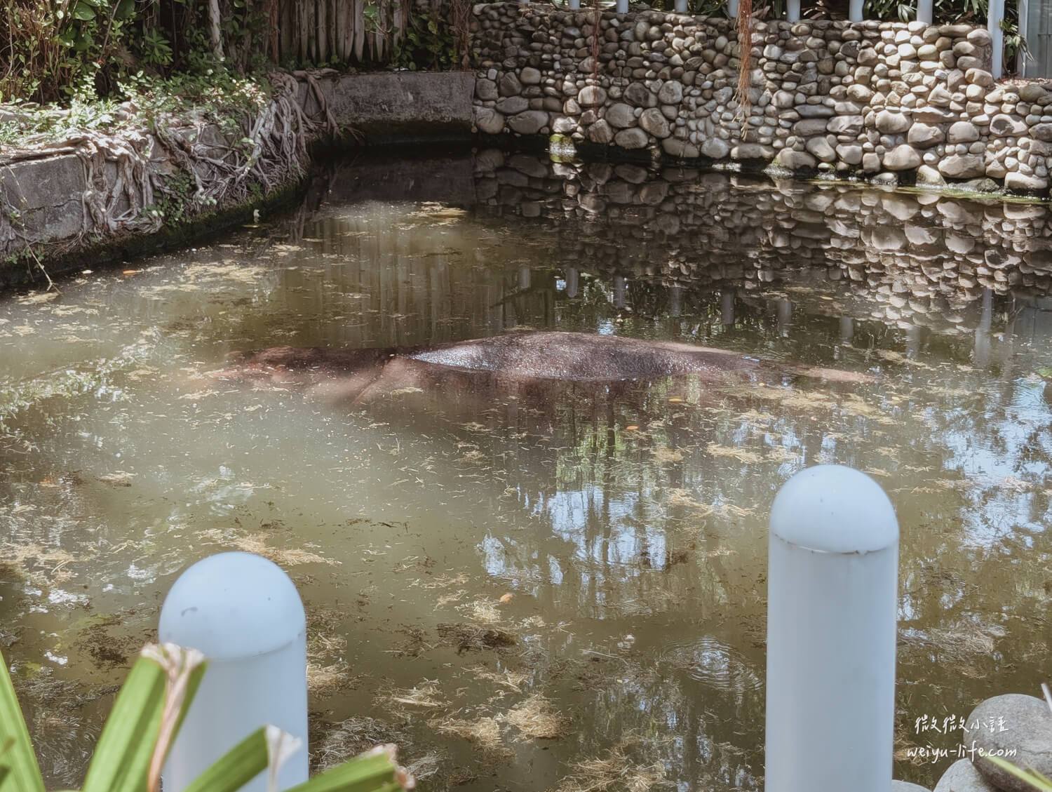 新竹東區景點|新竹市立動物園.一座為動物而生、小而美的動物公園 - 第56張圖 新竹市立動物園河馬