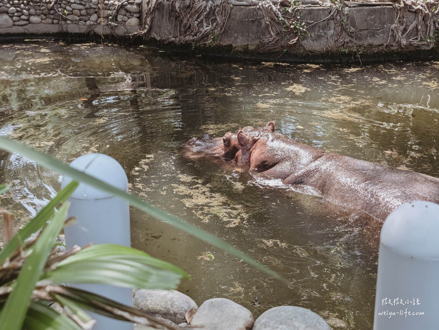 新竹東區景點|新竹市立動物園.一座為動物而生、小而美的動物公園 - 第57張圖 新竹市立動物園河馬