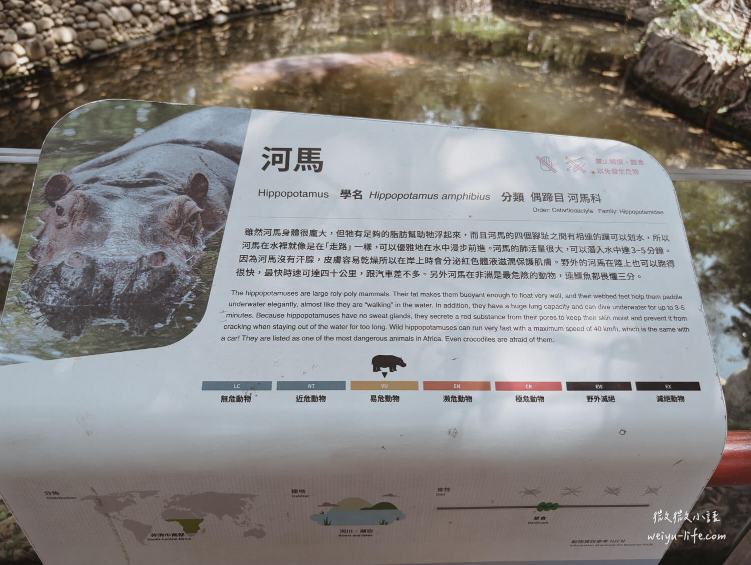 新竹東區景點|新竹市立動物園.一座為動物而生、小而美的動物公園 - 第52張圖 新竹市立動物園河馬