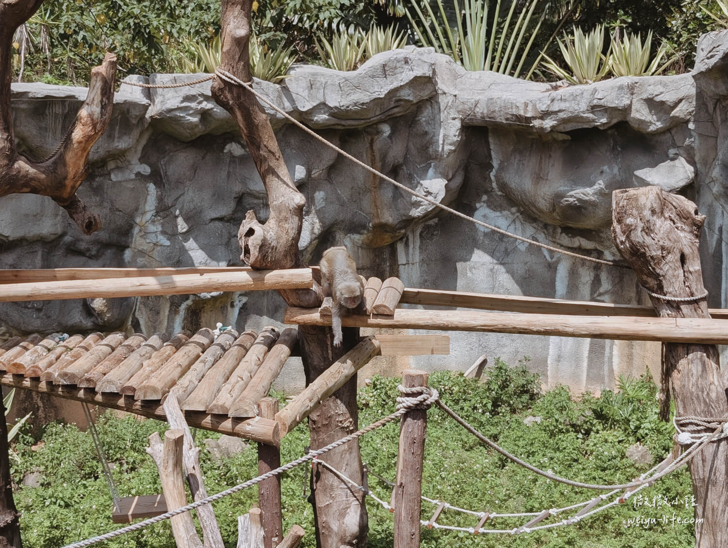 新竹東區景點|新竹市立動物園.一座為動物而生、小而美的動物公園 - 第88張圖 新竹市立動物園台灣獼猴