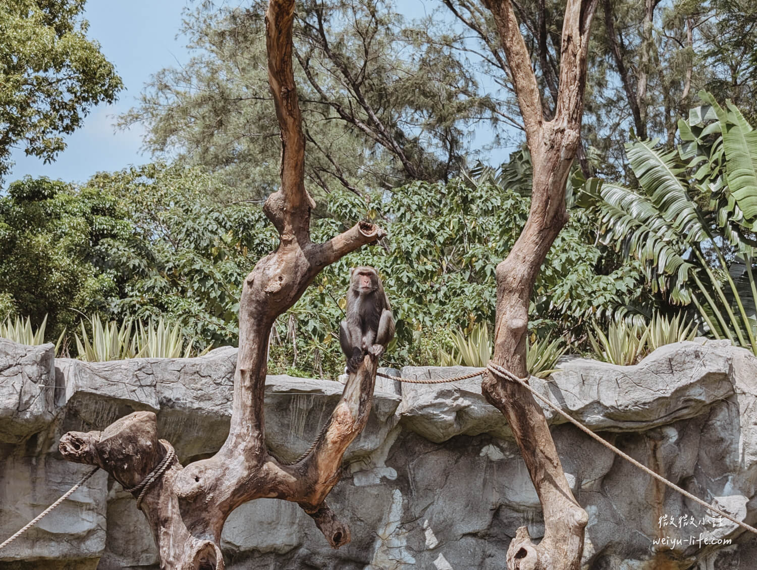 新竹東區景點|新竹市立動物園.一座為動物而生、小而美的動物公園 - 第86張圖 新竹市立動物園台灣獼猴