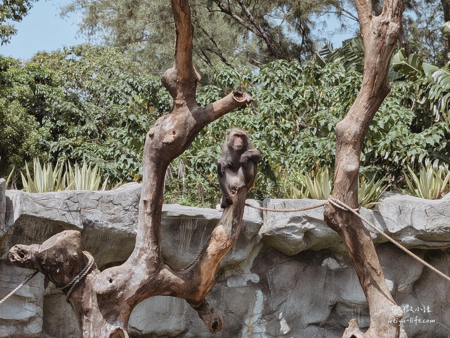 新竹東區景點|新竹市立動物園.一座為動物而生、小而美的動物公園 - 第87張圖 新竹市立動物園台灣獼猴
