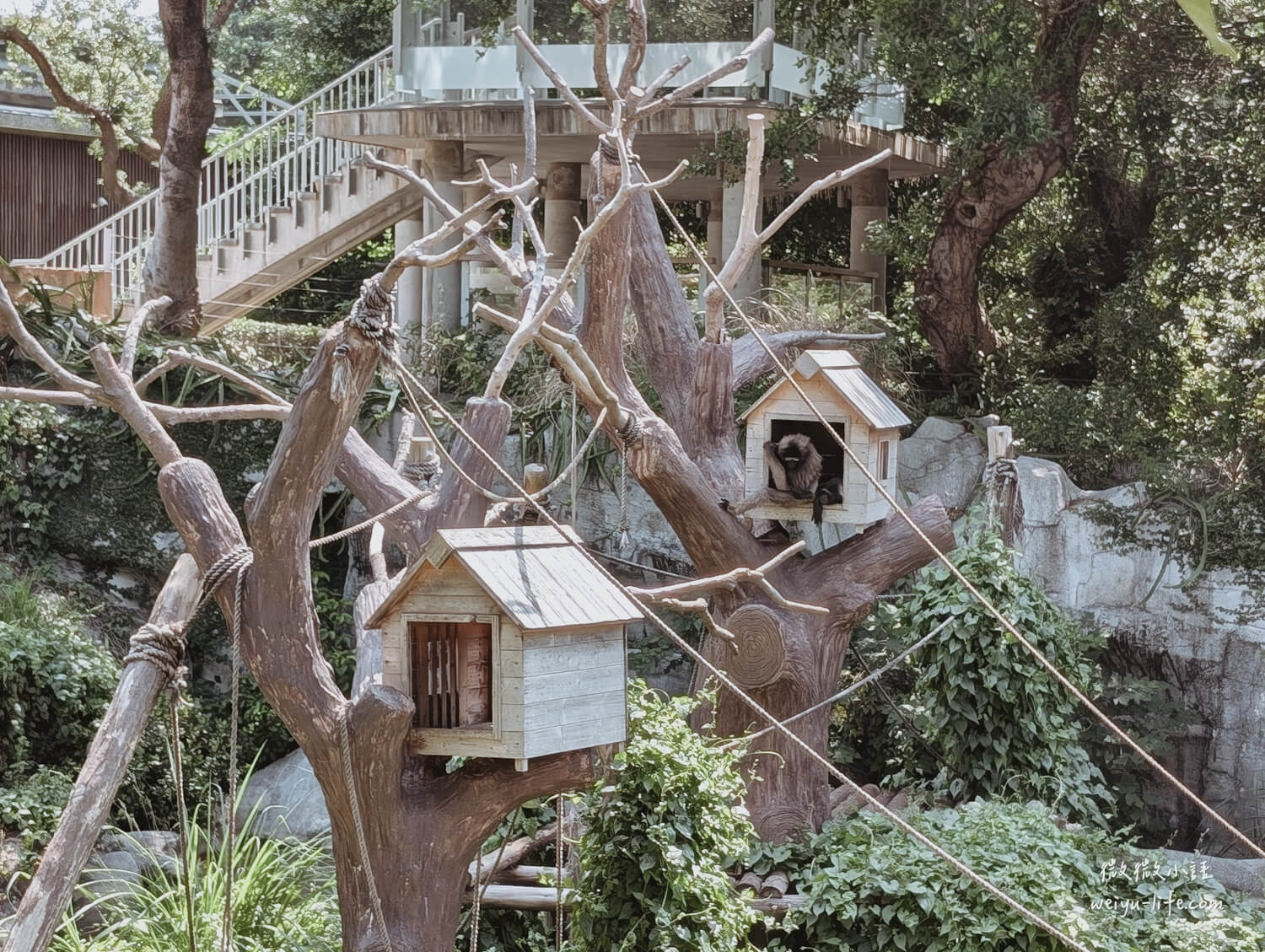 新竹東區景點|新竹市立動物園.一座為動物而生、小而美的動物公園 - 第106張圖 新竹市立動物園長灰臂猿