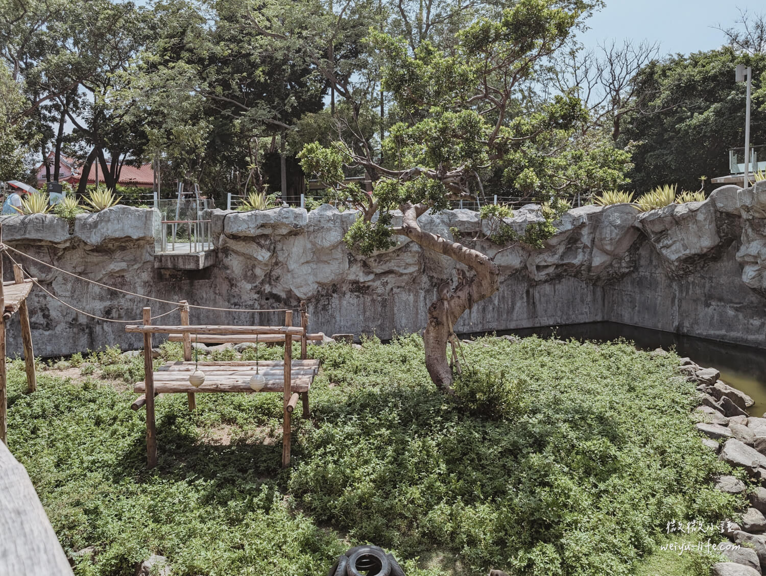 新竹東區景點|新竹市立動物園.一座為動物而生、小而美的動物公園 - 第110張圖 新竹市立動物園馬來獼猴