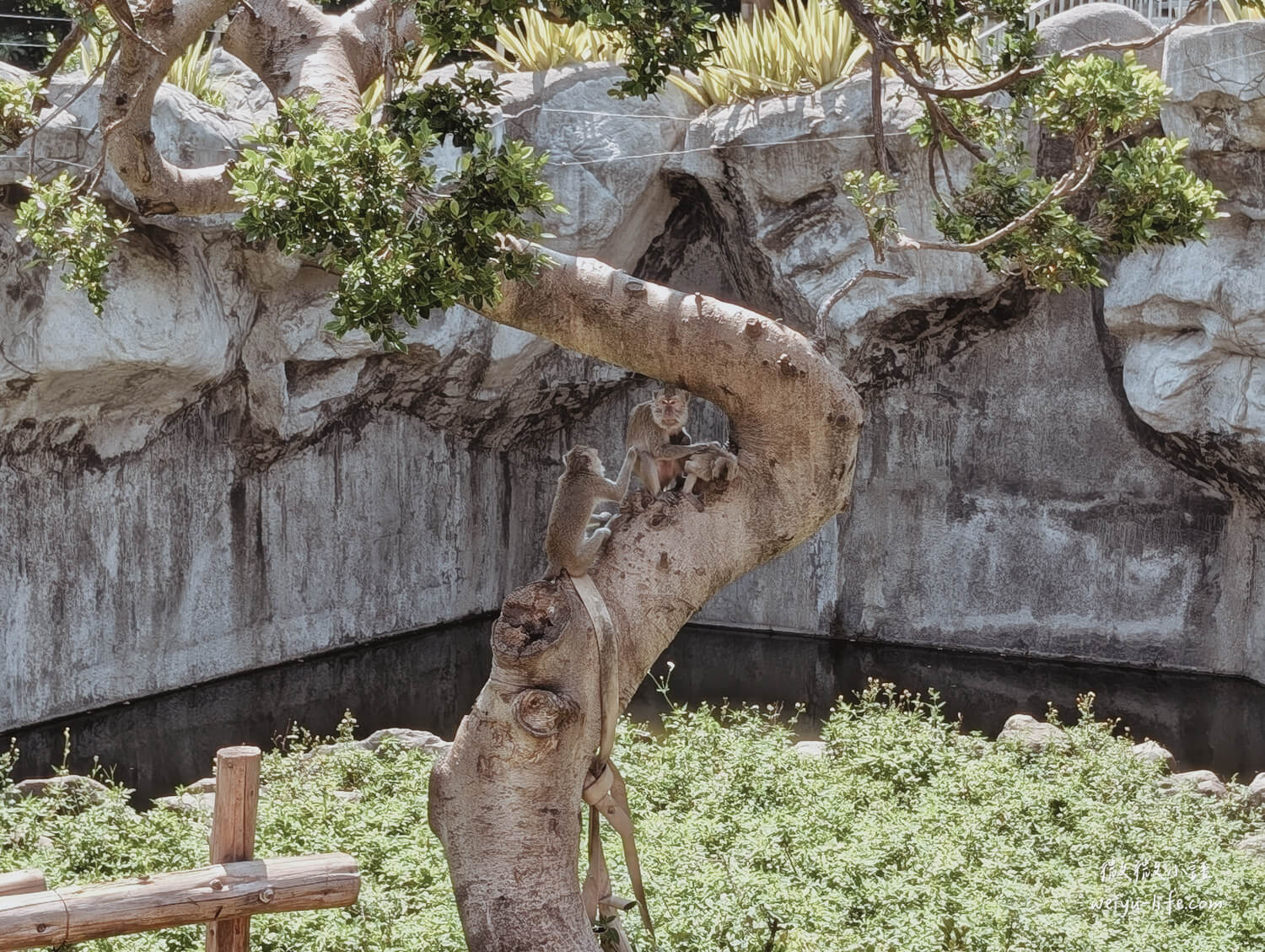 新竹東區景點|新竹市立動物園.一座為動物而生、小而美的動物公園 - 第111張圖 新竹市立動物園馬來獼猴