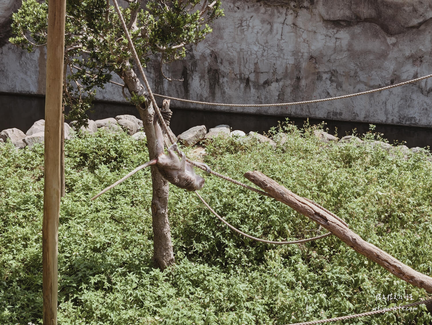新竹東區景點|新竹市立動物園.一座為動物而生、小而美的動物公園 - 第115張圖 新竹市立動物園馬來獼猴