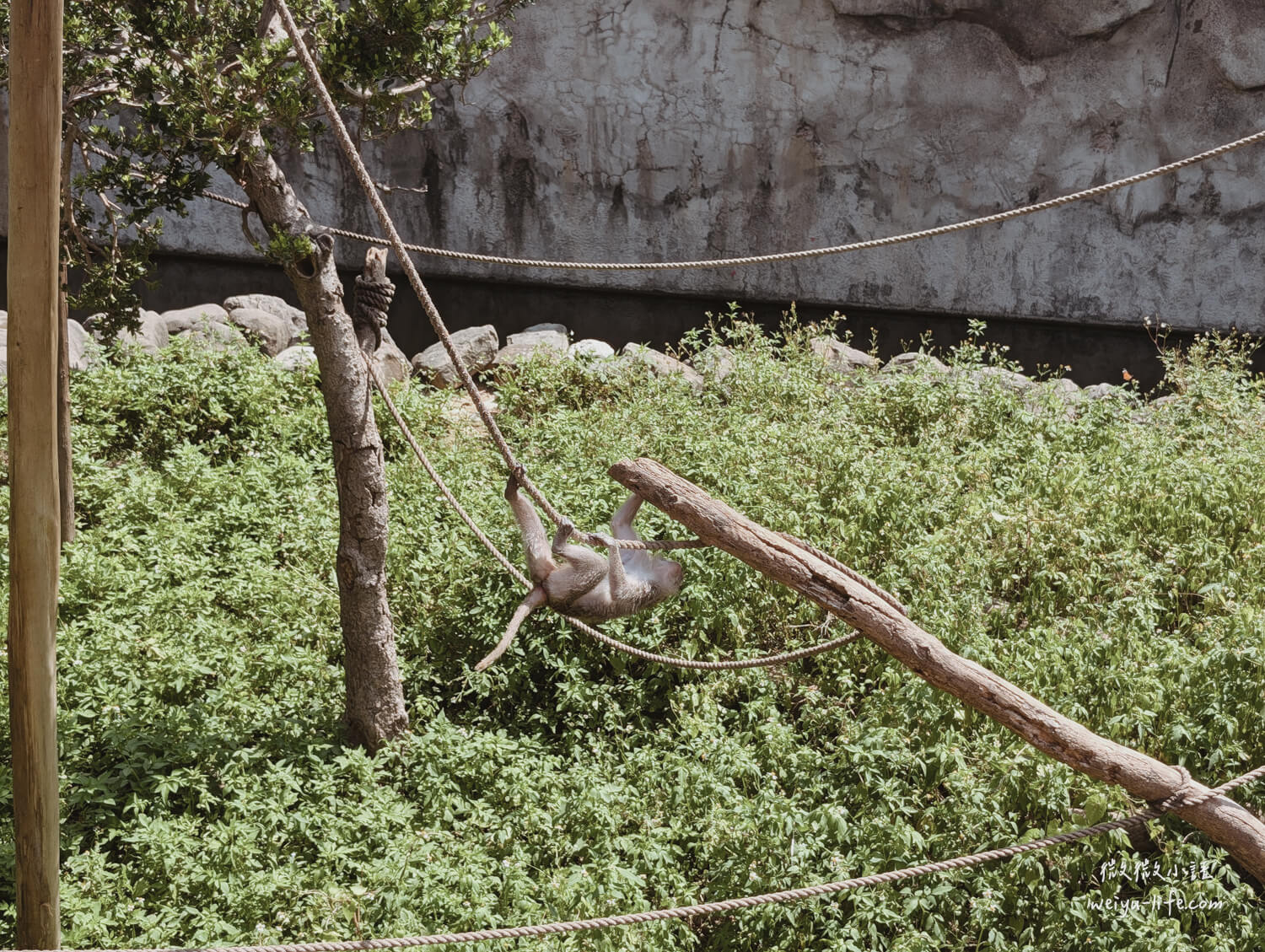 新竹東區景點|新竹市立動物園.一座為動物而生、小而美的動物公園 - 第116張圖 新竹市立動物園馬來獼猴