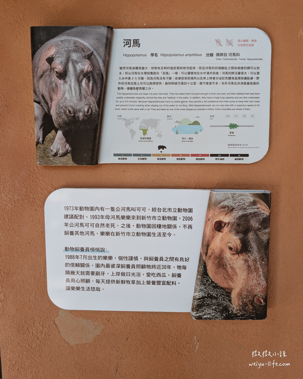 新竹東區景點|新竹市立動物園.一座為動物而生、小而美的動物公園 - 第54張圖 新竹市立動物園河馬