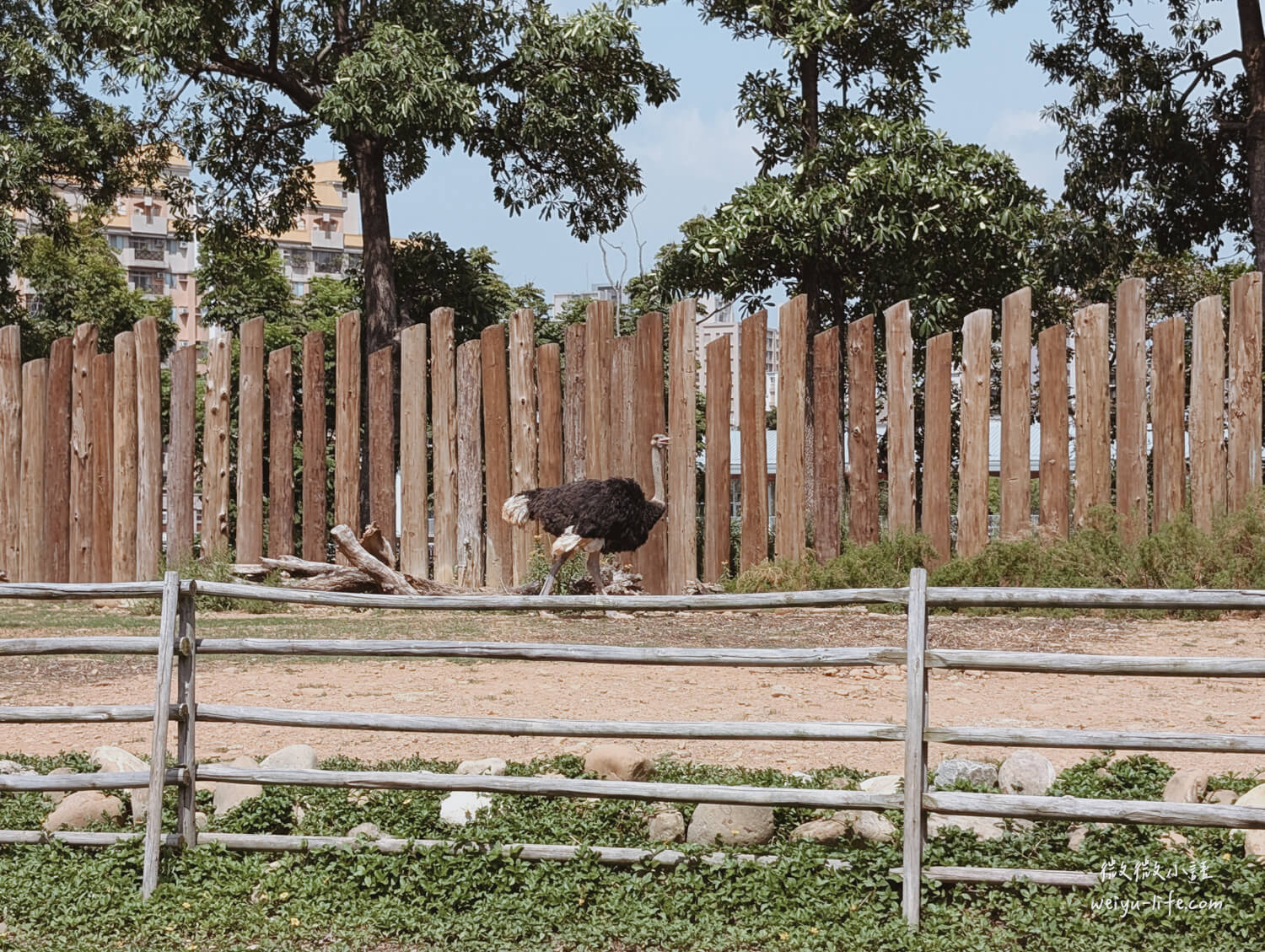 新竹東區景點|新竹市立動物園.一座為動物而生、小而美的動物公園 - 第38張圖 新竹市立動物園鴕鳥