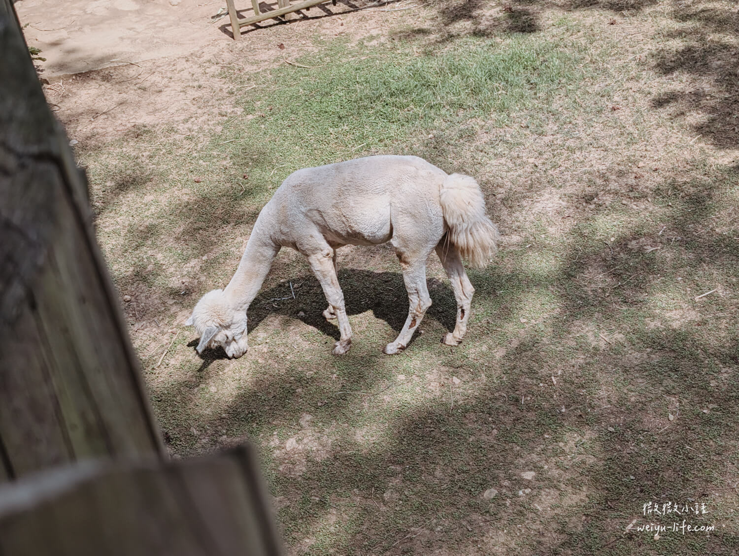 新竹東區景點|新竹市立動物園.一座為動物而生、小而美的動物公園 - 第25張圖 新竹市立動物園草尼馬