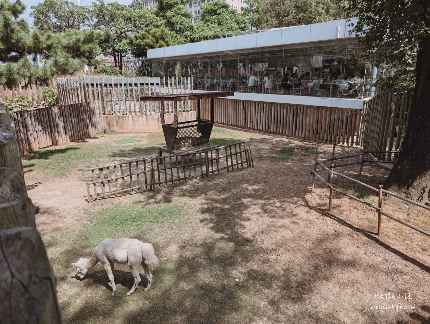 新竹東區景點|新竹市立動物園.一座為動物而生、小而美的動物公園 - 第26張圖 新竹市立動物園羊駝