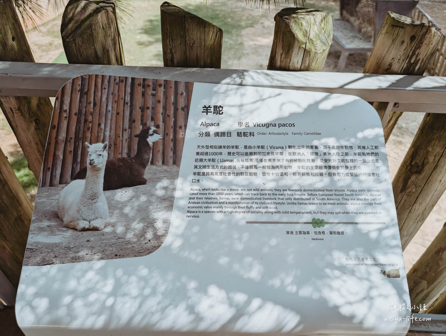新竹東區景點|新竹市立動物園.一座為動物而生、小而美的動物公園 - 第21張圖 新竹市立動物園羊駝