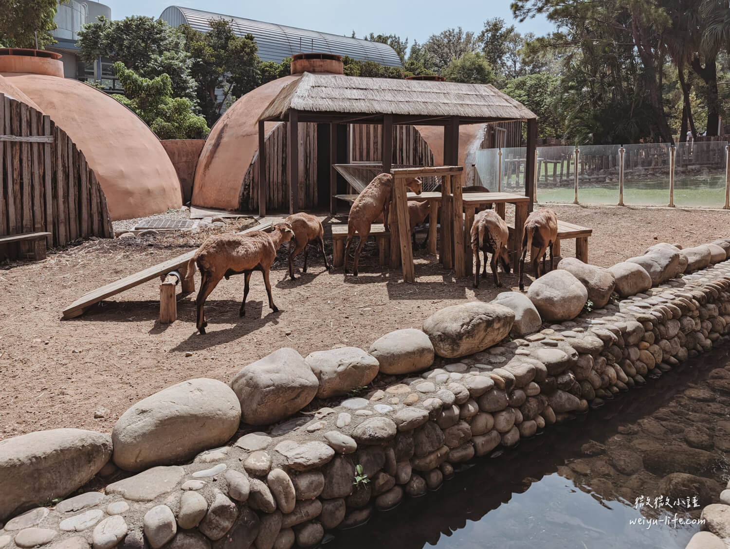新竹東區景點|新竹市立動物園.一座為動物而生、小而美的動物公園 - 第165張圖 新竹市立動物園黑肚綿羊