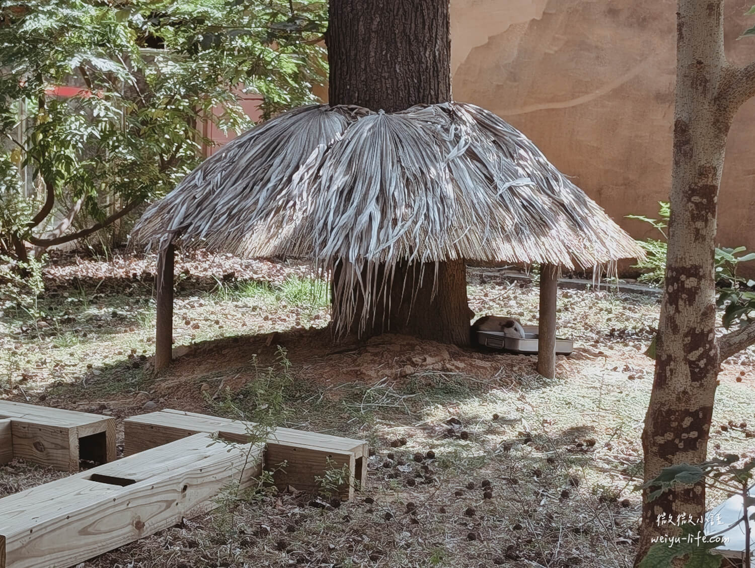 新竹東區景點|新竹市立動物園.一座為動物而生、小而美的動物公園 - 第167張圖 新竹市立動物園天竺鼠