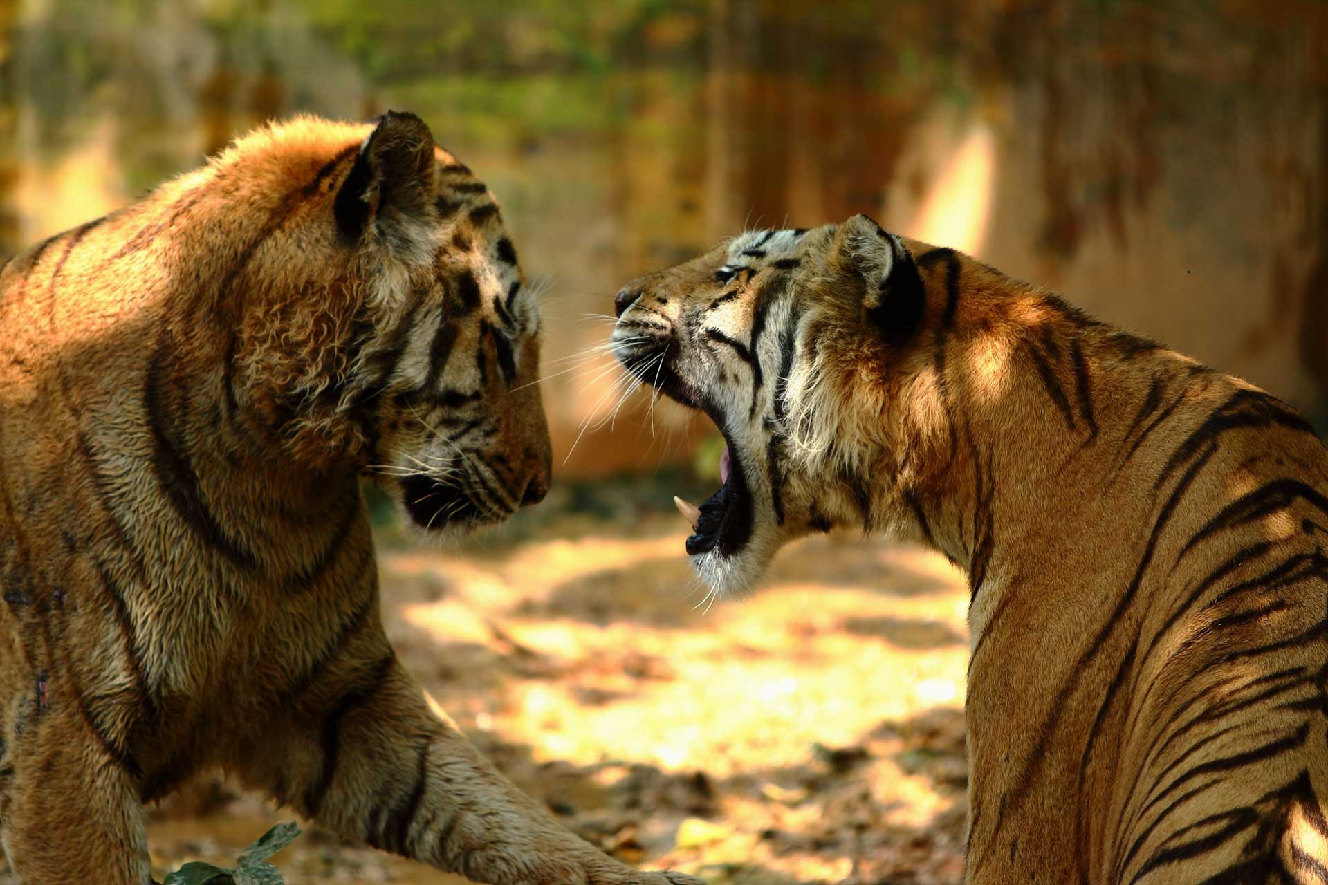 新竹東區景點|新竹市立動物園.一座為動物而生、小而美的動物公園 - 第135張圖