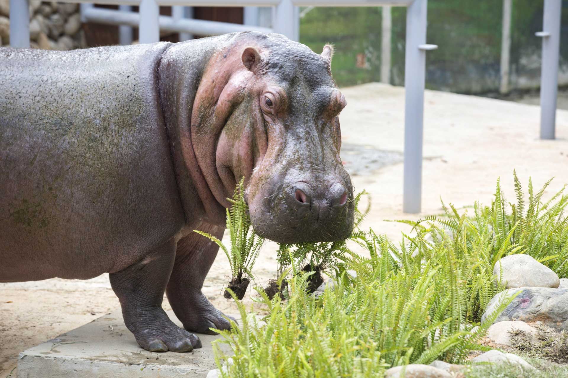 新竹東區景點|新竹市立動物園.一座為動物而生、小而美的動物公園 - 第60張圖