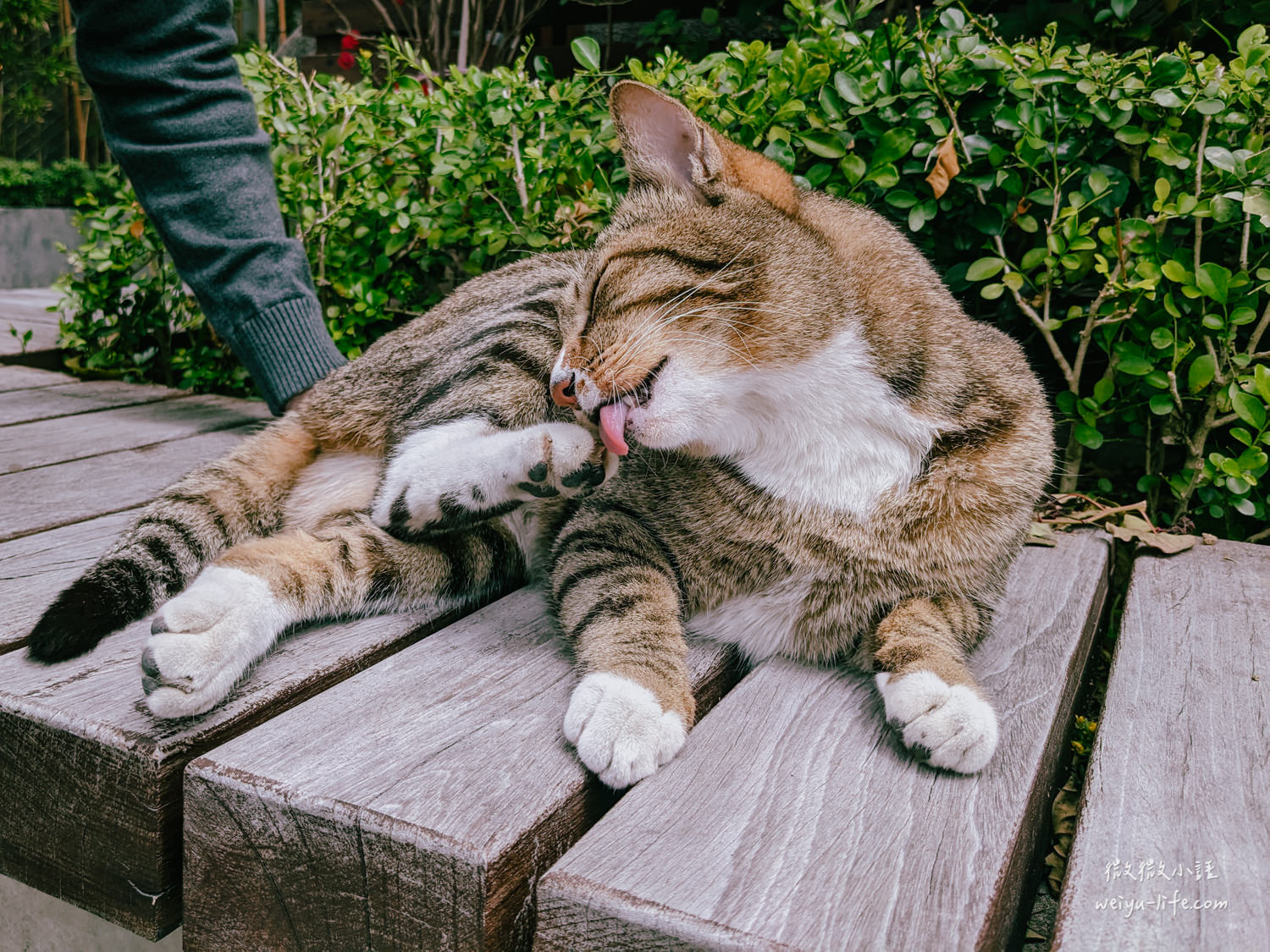 大溪木藝生態博物館廣場有可愛的貓貓