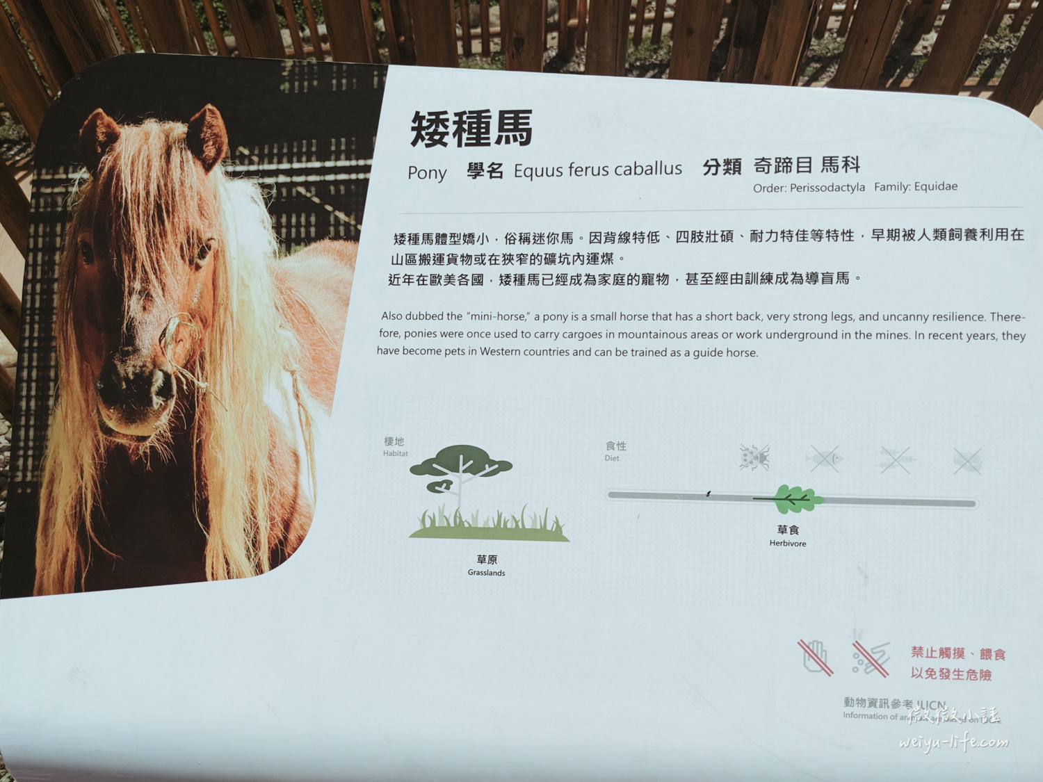新竹東區景點|新竹市立動物園.一座為動物而生、小而美的動物公園 - 第33張圖 新竹市立動物園矮種馬