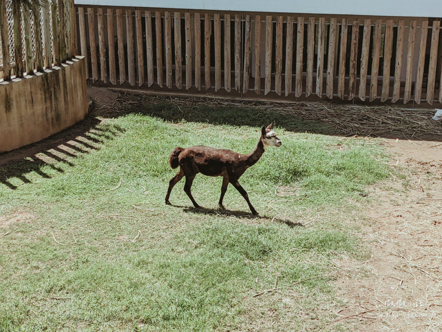新竹東區景點|新竹市立動物園.一座為動物而生、小而美的動物公園 - 第22張圖 新竹市立動物園草尼馬、羊駝
