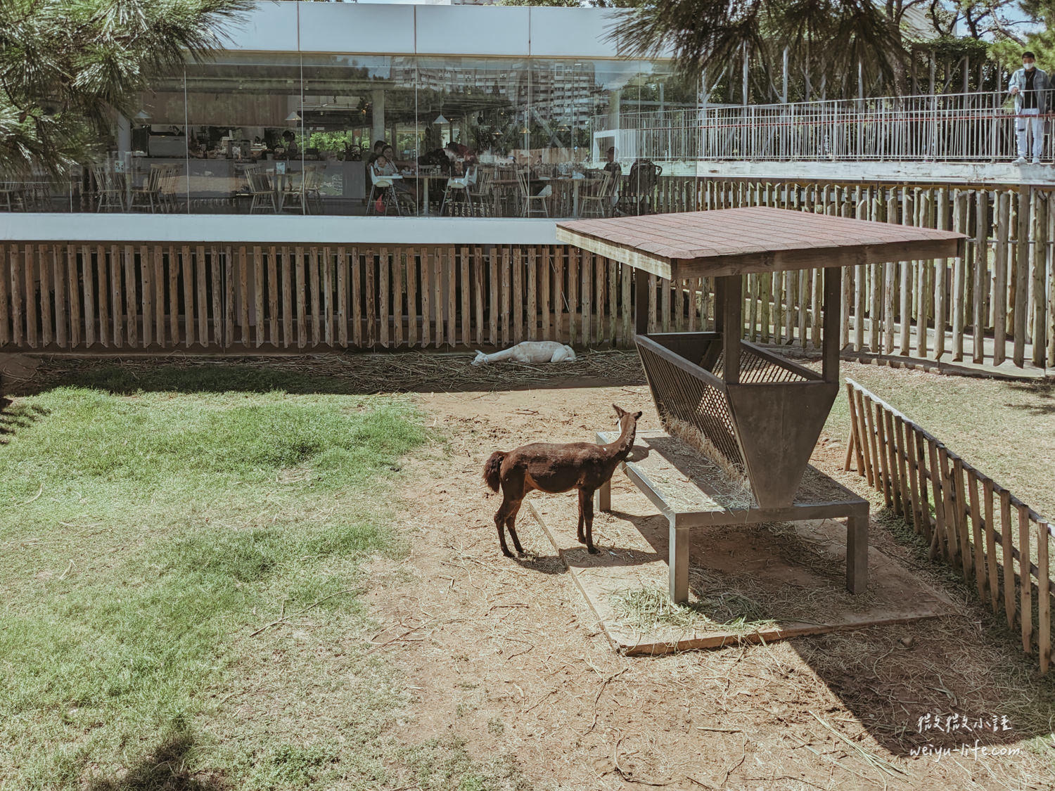 新竹東區景點|新竹市立動物園.一座為動物而生、小而美的動物公園 - 第23張圖 新竹市立動物園草尼馬、羊駝