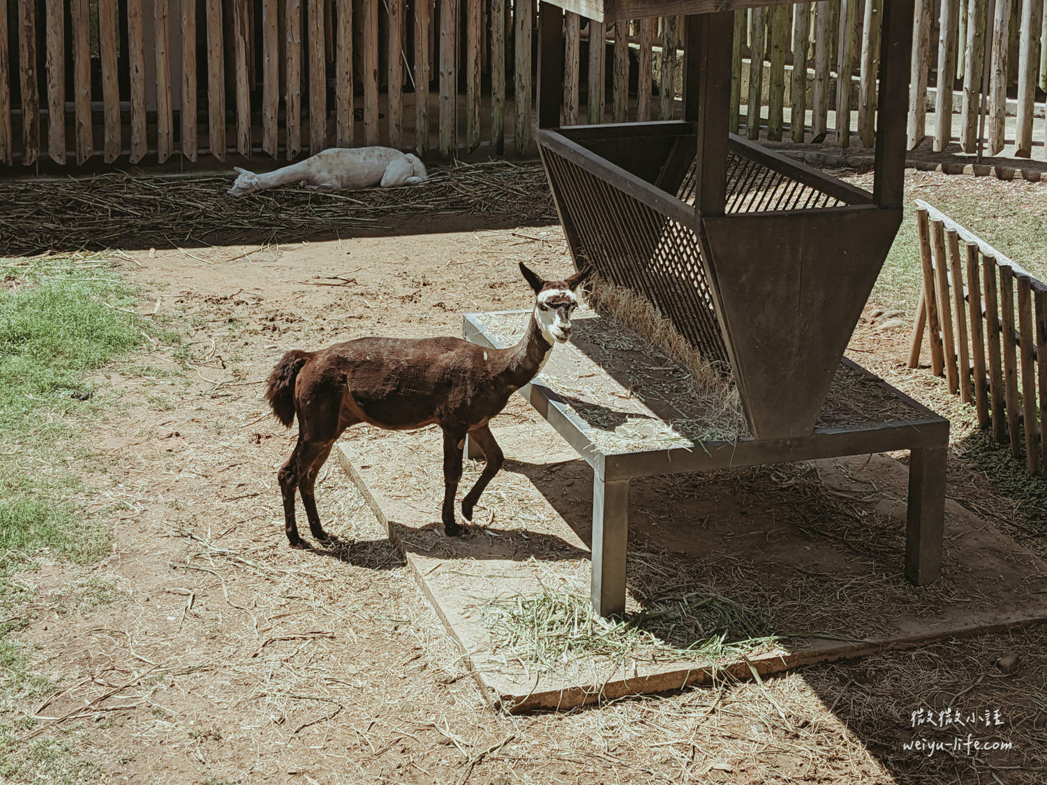 新竹東區景點|新竹市立動物園.一座為動物而生、小而美的動物公園 - 第24張圖 新竹市立動物園草尼馬、羊駝